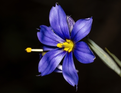 Blue-eyed Grass 